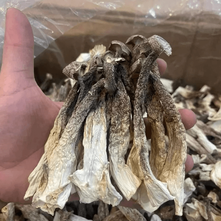 6927a0f947a04f052ed72ad1